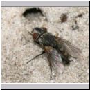 Trabantenfliege als Parasit bei Oxybelus bipunctatus - Fliegenspiesswespe 01.jpg